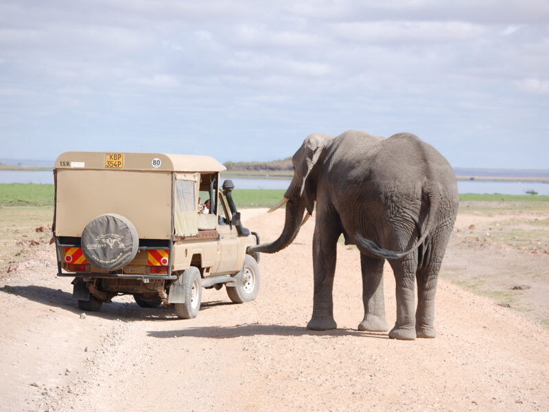 Safari Concierge Co